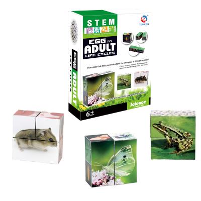 China An Earlier Educational Learning Toy Kids DIY Eco-Friendly Experiment Wildlife Cycle Kit 22.5*16.5*6 cm for sale