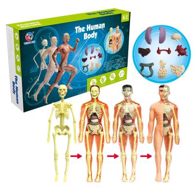 China Professional Manufacturer Wholesale High Quality Human Body Science Education Kit Toy TXMR-026 for sale