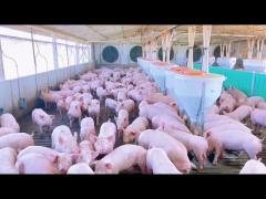 piglets