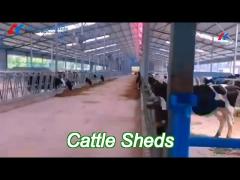 steel cattle sheds easy install prefabricated cow farm building