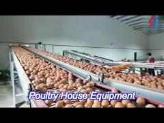 custom automatic chicken egg collection system for layers cage feeding