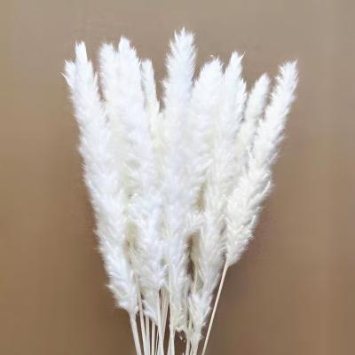 China Long Life White Wild Reed Dried Pampas Grass Flower Decorations for sale