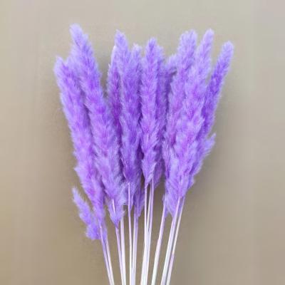 China Pampas Grass Long Life Decorations Wild Tubular Dry Flower Plant Wholesale For Decoration for sale