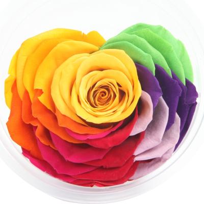 China Hold up to 3 years real roses stem 9-10cm preserved red short stabilized flower head multicolor heart shape in gift box for valentine for sale