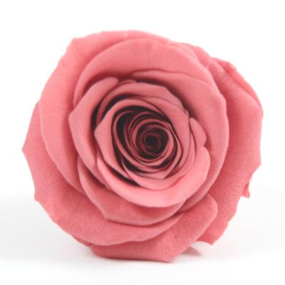 China Maintain Up To 3 Years 5-6cm Real Big Eternity Rose Flower Chocolate Colored Preserved Roses for sale