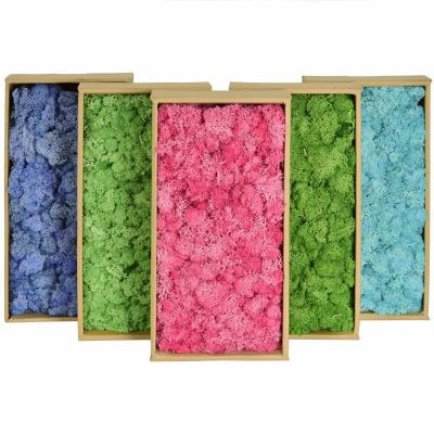 China BX-6 Popular Decorative Green Stabilized Foam Panel Wall Art Decorations Dry Moss Wall Home Decor Eco-friendly Real Preserved Moss for sale