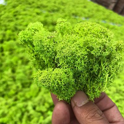 China Eco-Friendly Lichen Wholesale Stabilized Immortal Reindeer Moss For Office Decoration Garden for sale