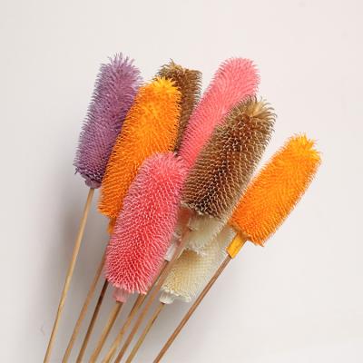 China GH-22 Natural Dried Flowers Wholesale Dried Thistle Fruit Preserved Flower Beautiful Preserved Home Wedding Decoration Dipsacus sativus for sale