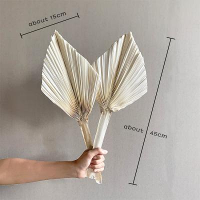 China Green near 2021 natural decorative AX24 Amazon Amazon flower palm leaves wedding supplies dry flower wedding decoration for sale