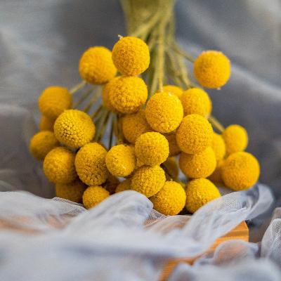 China Luster is dry without fading wholesale A-20 cheap natural golden ball dry for candles arrangement decorative resin flowers dry flower for sale