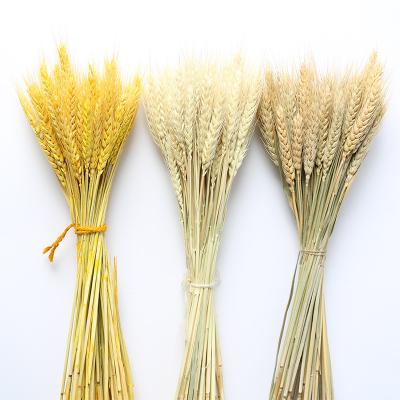 China Fashional A-61 2021 Cheap Natural Dry Candles Dried Flowers For Resin Wheat Ears Dried Flowers Decorative Flower for sale