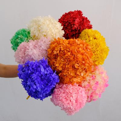 China 2021 Natural Wholesale Dried Touch AX33 Amazon Amazon Flowers Preserved Hydrangea Bouquet / Wedding / Home Decoration for sale