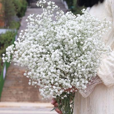 China AX32 Home Decoration Cheap Wholesale Dried Candles Natural Dried Flowers Party And Candles Amazon Amazon Decoration For Home/Festival /Party Baby's Breath Resin for sale