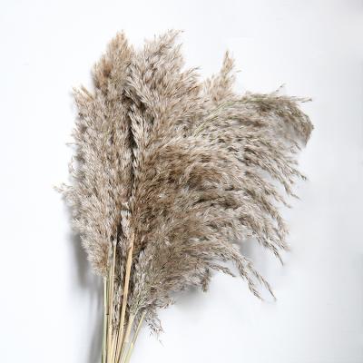 China P-5 Touch Natural Dry Arrangement Flower Bouquet Decoration Wholesalers Plants Luxury Wedding Decorations Pampas Grass for sale