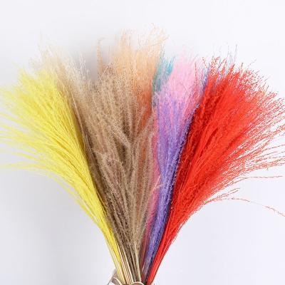 China 2021 Best Selling Cheap Natural Dried Flower Ponytail Beater Decorative Flowers C-15 Amazon Amazon Decoration For Home/Festival /Party for sale