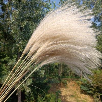 China C-14 Flower Natural Resin Decorative Wholesale Dried Pressed Beater Dried Flower Home/Festival/Wedding Decoration for sale