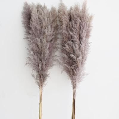 China 2021 A-34 Artificial flower flowers pampas pampas pampas natural simple wholesale natural decorative grass dried flower Amazon Amazon large and elegant for sale