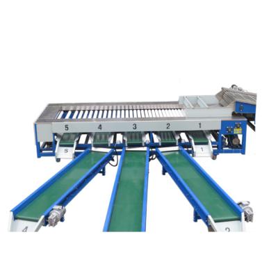 China Orange Gold Potato Grading Machine From China Supplier Sweet Potato In South Africa Garlic Grading Machine In Myanmar for sale