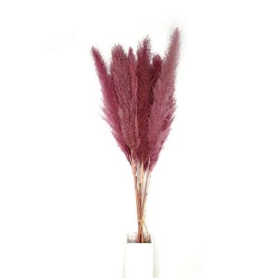 China No Pollen Factory Direct Selling Wedding Decoration Home Dark Purple Flowers Natural Dry Pampas Grass Large for sale