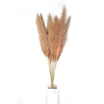 China No Pollen Large Brown Dried Home Wedding Decoration Pampas Grass Wholesale Flowers for sale