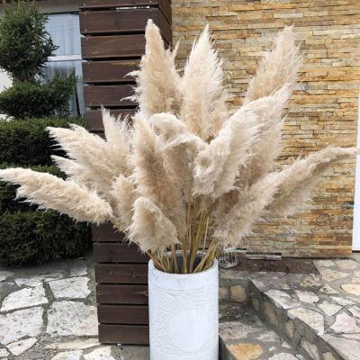 China No Pollen High End Home Wedding Decorative Large Dried Pampas Grass Flowers for sale