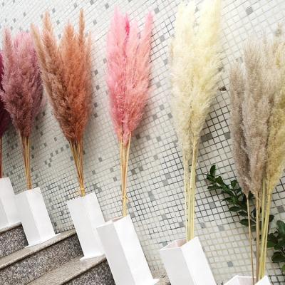 China No Pollen Hot Selling Home Wedding Decoration Premium Flower Natural Long Dry Pampas Grass for sale