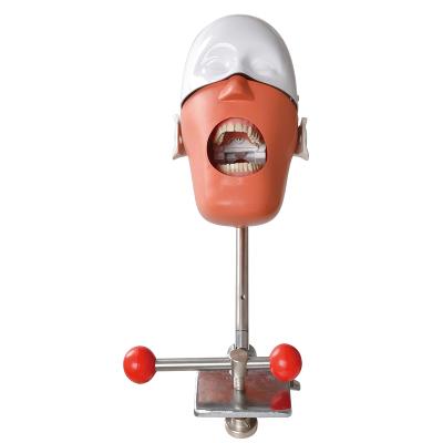 China Metal Simulator Dental Manikin Dental Teeth Model For Dental Practice for sale