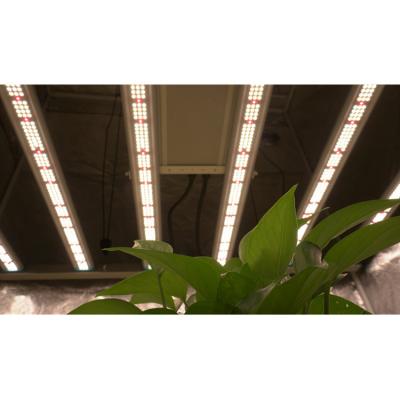 China FLOWER 2021 Best Led Grow Light Newest Lm301B Indoor Plants Growing Flower Stage Seeds Vegetative Stage Grow Light for sale