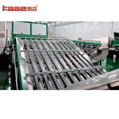 China Full Automatic Fruit Sorting Machine Photoelectrical Fruits Grader With User Interface for sale