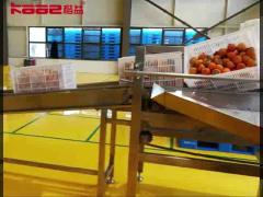 Industrial Dried Persimmon Processing Line Machine 304 Stainless Steel