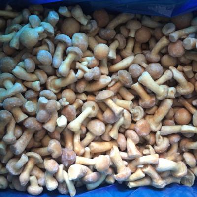 China China Wholesale IQF Frozen Mushroom Nameko for sale