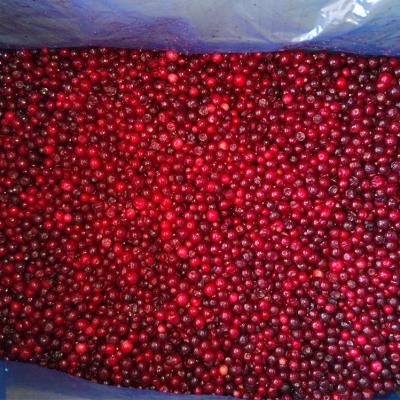 China New IQF Culture FROZEN Frozen Berries Frozen Lingonberry for Wholesale for sale