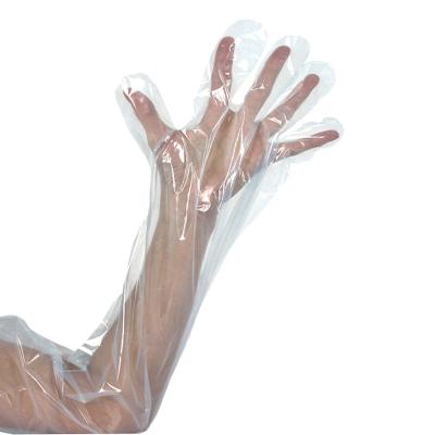 China Productos Veterinarios PE Ganaderia Artificial Insemination Long Sleeve Examination Gloves en venta