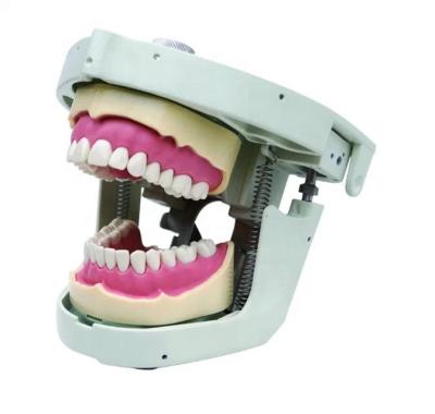 China Medical School.hosptical kinds of teeth models dental stomotological supply for sale