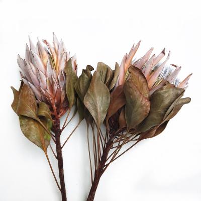 China Instagram decoration the most popular classic dry flower king protea flower natural flower for home for sale