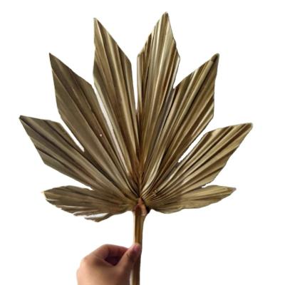 China Wholesale High Quality Natural Touch Preserved Dried Flowers Dried Palm Leaves For Various Occasions Flower Arrangement for sale