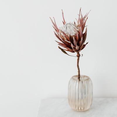 China Wholesale designs Yunnan dried king protea cynaroids dried natural flowers dried king protea for decoration for sale