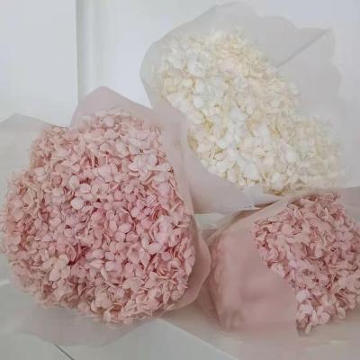 China Most Popular Institut Statistics Preserved Flower Natural Fresh Hydrangea Flower Preserved Flower For Bouquet Decoration And Valentine's Day for sale