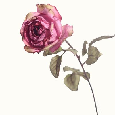 China Fashional 2021 New Product Artificial Flower Dry Rose For Home And Wedding Decoration for sale