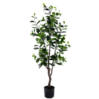 China Good Quality Bonsai Plants China Mini Small Medium Decorative Ornamental New Style Eco-Friendly Ficus Microcarpa Bonsai Plants for sale