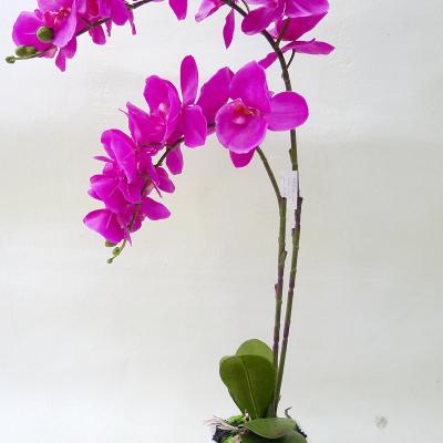 China China supplier high quality modern artificial silk touch orchid flower real with ceramic/plastic pot for sale