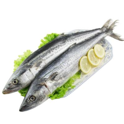 China New Type FROZEN Meat Wholesale Seafood Bargain Price Spanish Mackerel Chilled Fresh Food Frozen Fish for sale