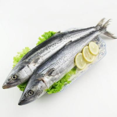 China FROZEN Full Spanish Mackerel Healthy Seafood Raw Materials Frozen Fish for sale