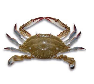 China Factory sale frozen swimming crab Portunus Trituberculatus various squid FROZEN seafood for sale