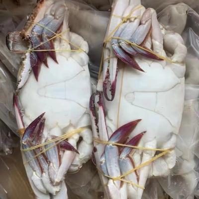 China High Quality FROZEN Fresh Frozen Seafood IQF Swimming Crab Whole Blue Round for sale