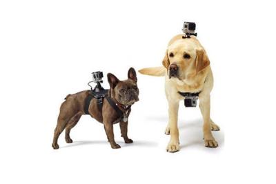 China Van de de Uitrustingsborst van de hondenhond zet de de Riem Wearable Camera Regelbaar voor Actiecamera op Te koop