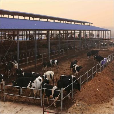 China Light Steel Frame Prefabricated Dairy Cow Farm Shed with Sandwich Panel and PVC Window for sale