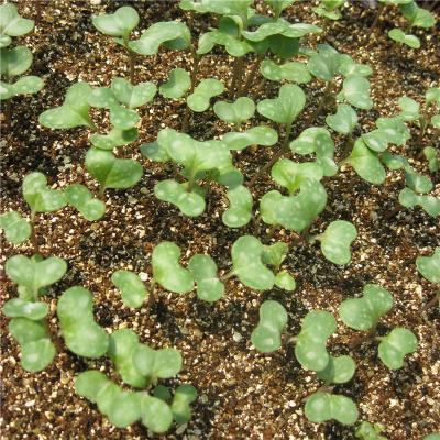 China Factory Supply Horticultural Vermiculite For Seedling Cultivation And Cuttings Loosening Soil Breathable Flower Vermicul for sale