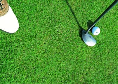 Cina Erba artificiale di golf sano, attesa sintetica di lunga vita del tappeto erboso di golf in vendita