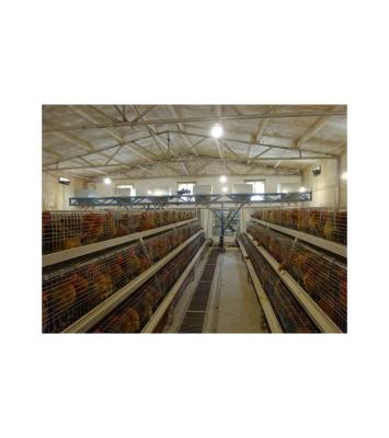 China MUTONG chicken farm type A, easy to operate, fully automatic and customizable 3-layer chicken cage for sale